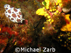 Don't really know what it is...some sort of sea anemone .... by Michael Zarb 
